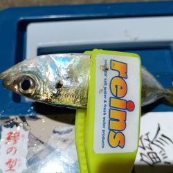 2024/01/30 南港ライトゲーム釣行 (ロックフィッシュ狙い)