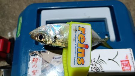 2024/01/30 南港ライトゲーム釣行 (ロックフィッシュ狙い)