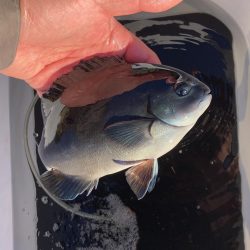 初のグレフカセ1日目