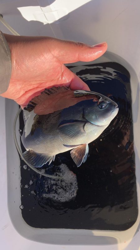 初のグレフカセ1日目