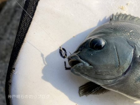 釣り納めはグレ狙い