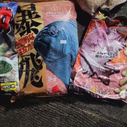 和歌山市江（吉丸渡船）でグレ釣り