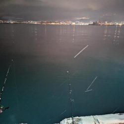 小樽港でカワガレイ、ハゼとチカ上がる！！　ニシン釣れず