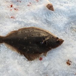 小樽港でスナガレイと大ハゼ上がる！！サビキではイカナゴ２桁釣果！！