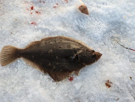 小樽港でスナガレイと大ハゼ上がる！！サビキではイカナゴ２桁釣果！！