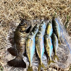 終盤の湾奥アジング