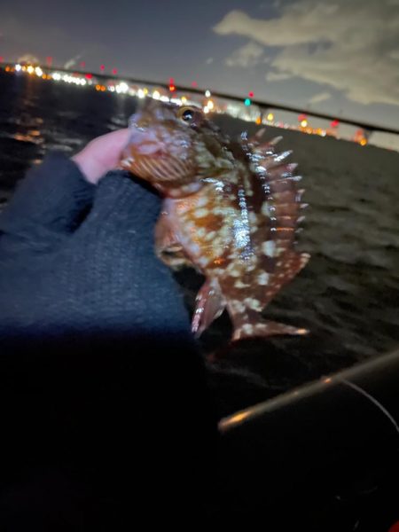 アジング→ガシリング