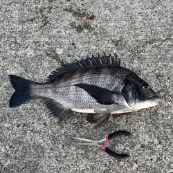 エビ撒きでセイゴ・チヌ釣れました