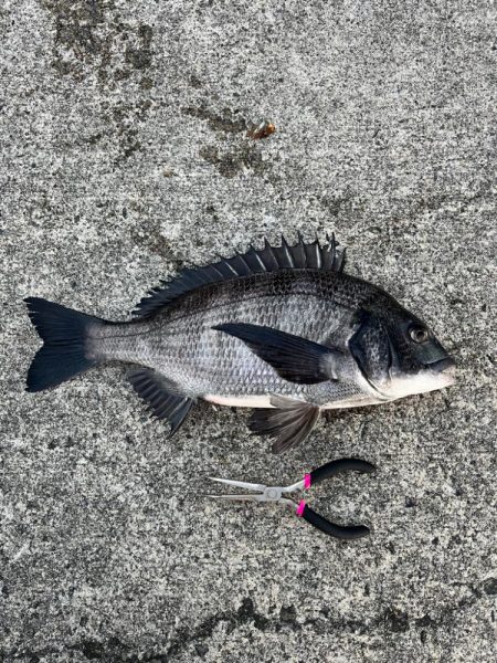 エビ撒きでセイゴ・チヌ釣れました