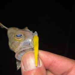 ちょい寒メバリング