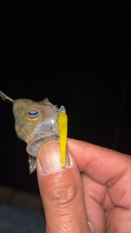 ちょい寒メバリング