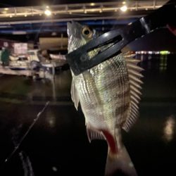 2024釣り初めライトゲーム