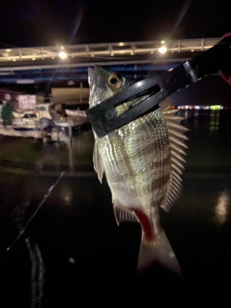 2024釣り初めライトゲーム