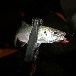 また釣れるようになってて良き