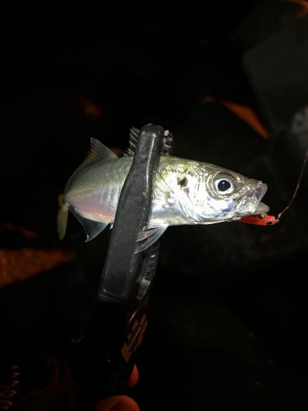 また釣れるようになってて良き