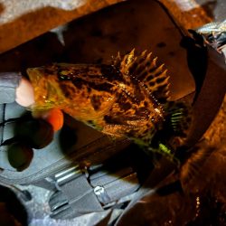 四日市ライトゲーム