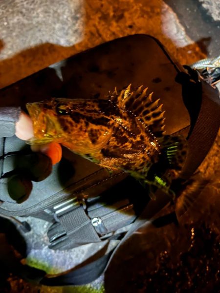 四日市ライトゲーム