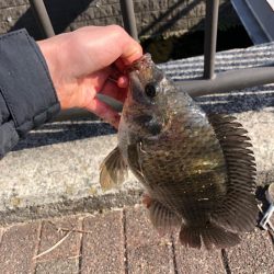 ティラピア釣り