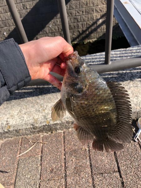 ティラピア釣り