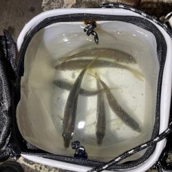 アジングゥ〜♩