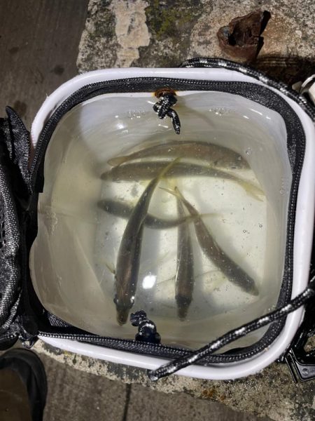 アジングゥ〜♩