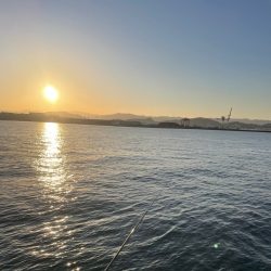 和歌山デカ鯵狙い