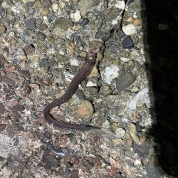 ぶっ込み(初釣り)