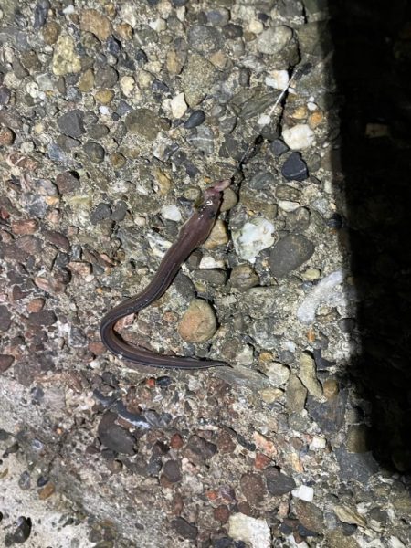 ぶっ込み(初釣り)