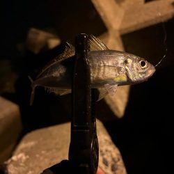 久々のデカメバル