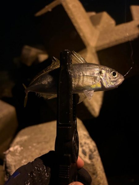 久々のデカメバル