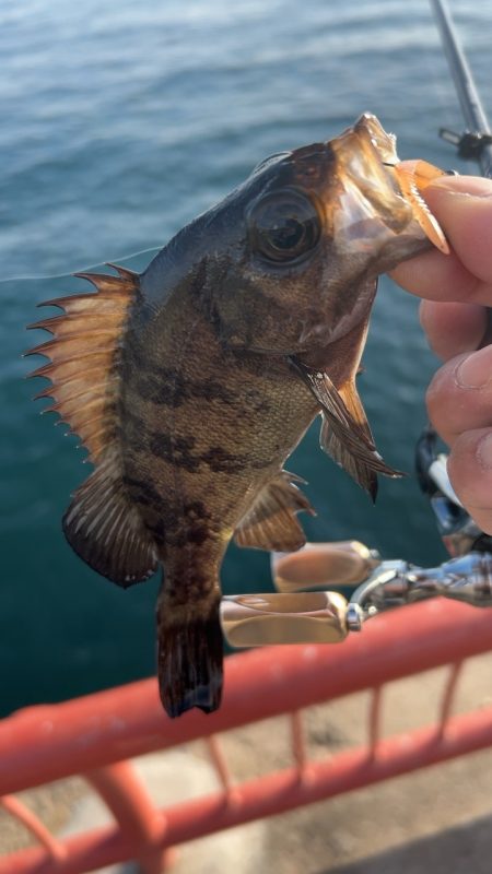 デイメバリング♪