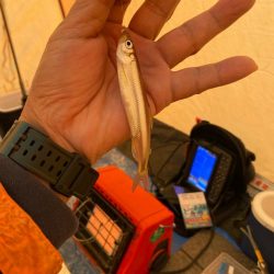 ワカサギ釣り　信濃雪鱒釣り