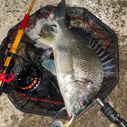 ヘチってきました