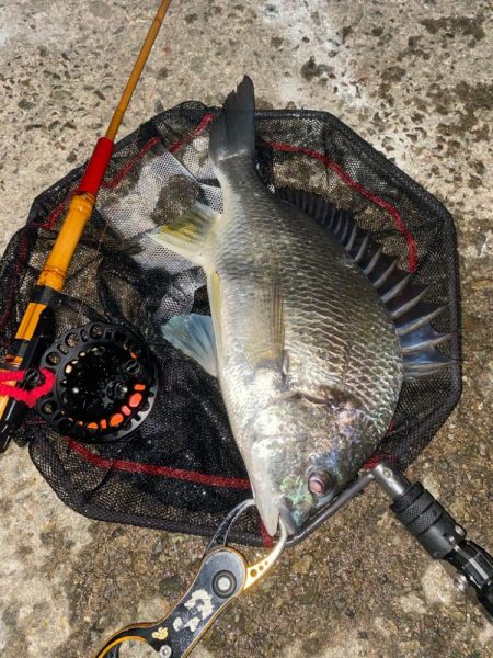 ヘチってきました