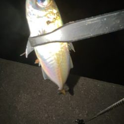 潮動いたら入れ食い!