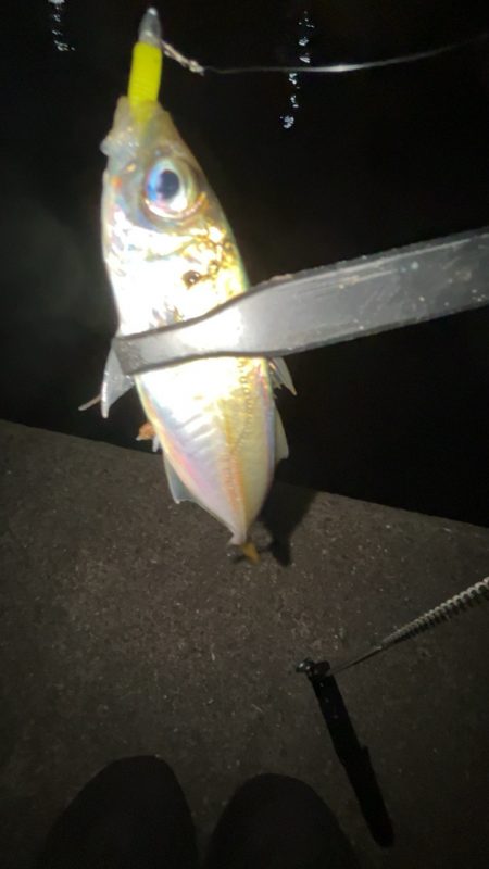 潮動いたら入れ食い!