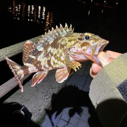 ボトムパンプのみ😗