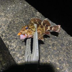 アジと根魚狙い