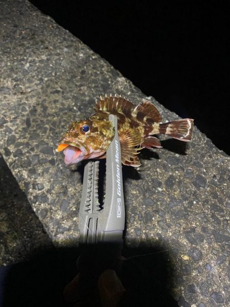 アジと根魚狙い