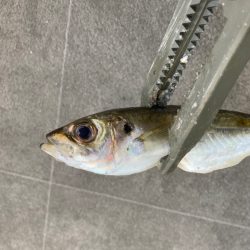 まだまだアジ釣れてます