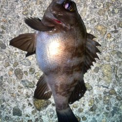 2024ライトゲーム第1戦