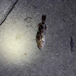 ガシラ好調です