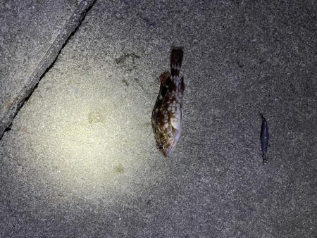 ガシラ好調です