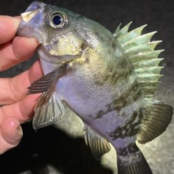 初釣りはメバリング