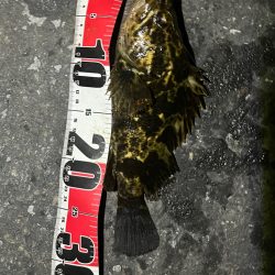 真冬のライトゲーム