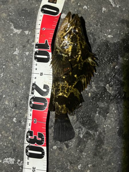 真冬のライトゲーム