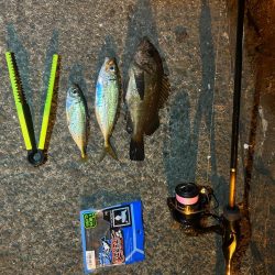 大きなメバル！！