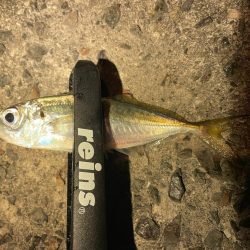 新年アジング初め!