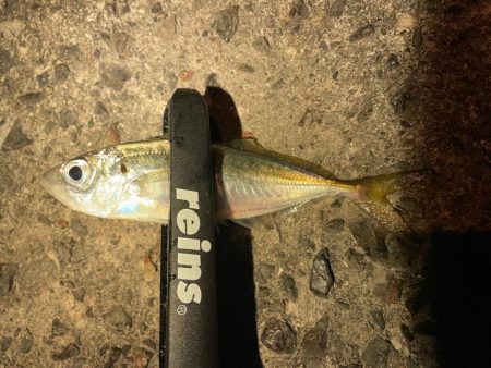 新年アジング初め!