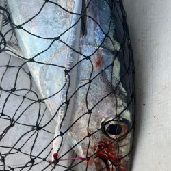 レンタルタックルでトンジギ